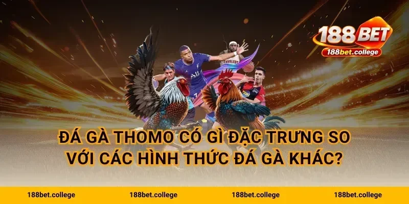 Đá gà thomo có gì đặc trưng so với các hình thức đá gà khác?
