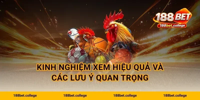 Kinh nghiệm xem hiệu quả và các lưu ý quan trọng